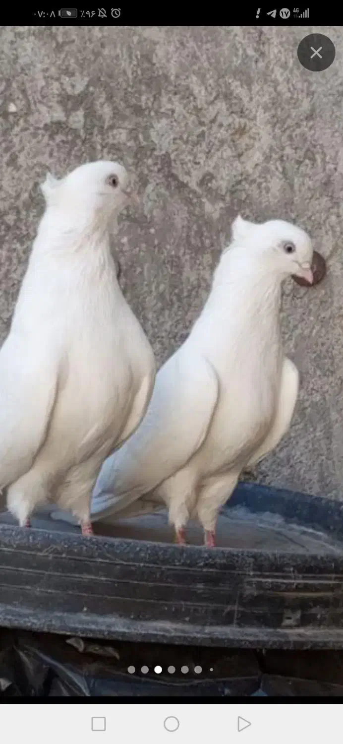 سفیداراکی|پرنده|نیشابور, فردوس شمالی|دیوار