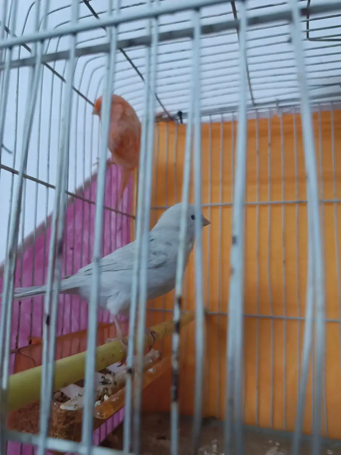 جفت قناری|پرنده|بیرجند, |دیوار