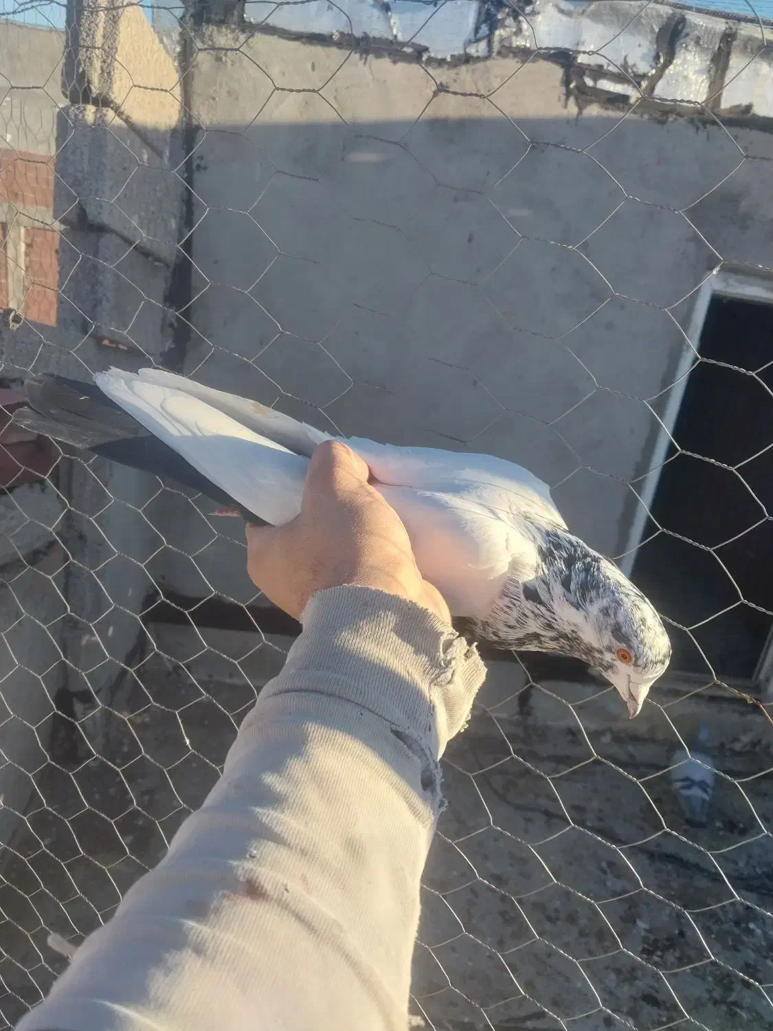 کفتر|پرنده|نمین, |دیوار