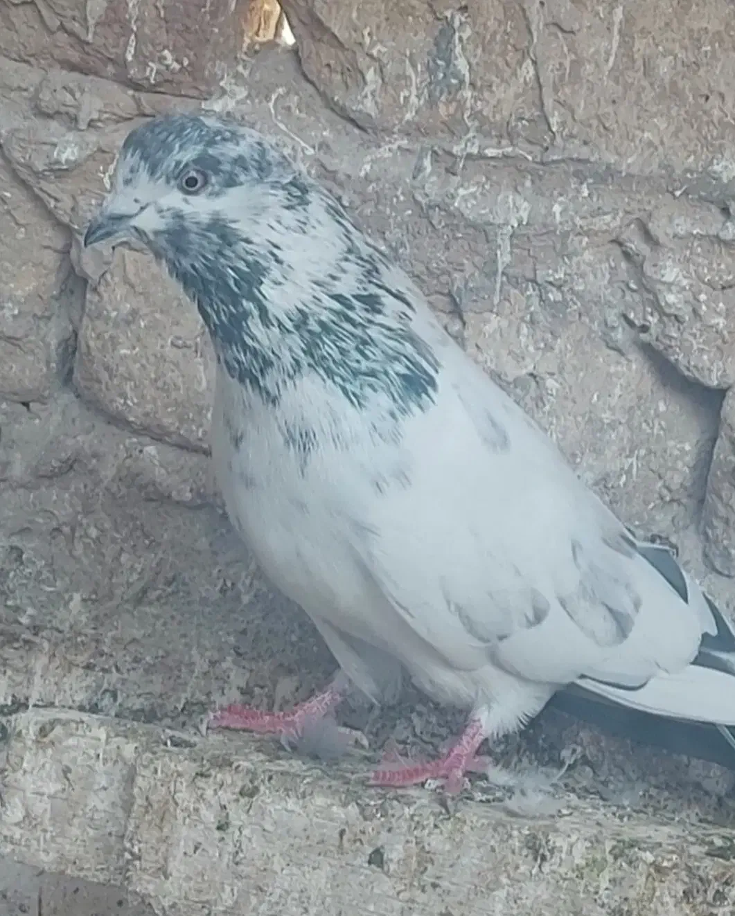 کفتر۳تا|پرنده|قم, آزادگان|دیوار