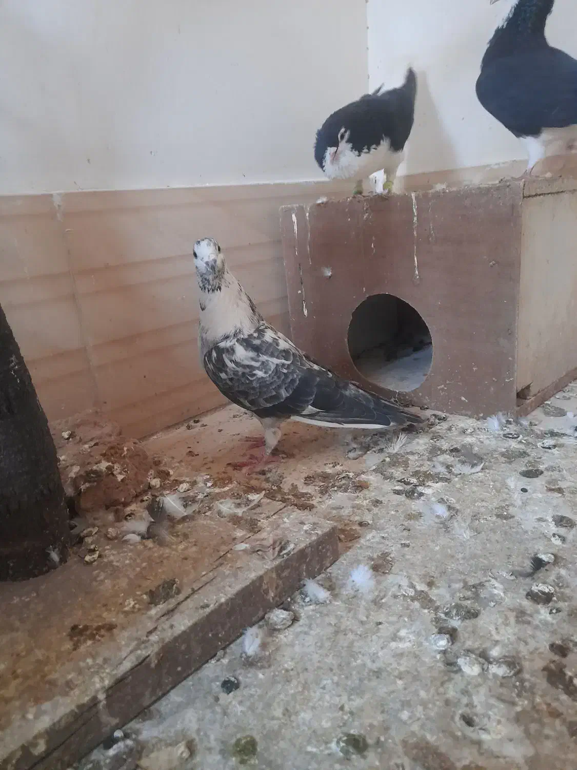 کبوتر|پرنده|خلیل آباد, |دیوار