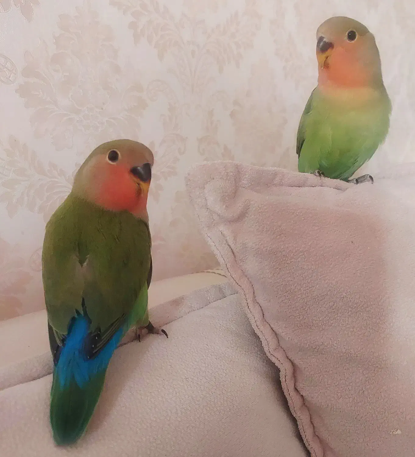 کوتوله برزیلی ۳ماهه دونخور نیمه دستی|پرنده|مشهد, فارغ التحصیلان|دیوار