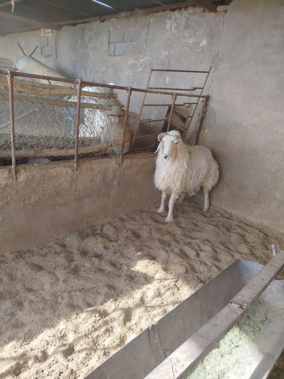 قوچ ترکی|حیوانات مزرعه|شهر بابک, |دیوار