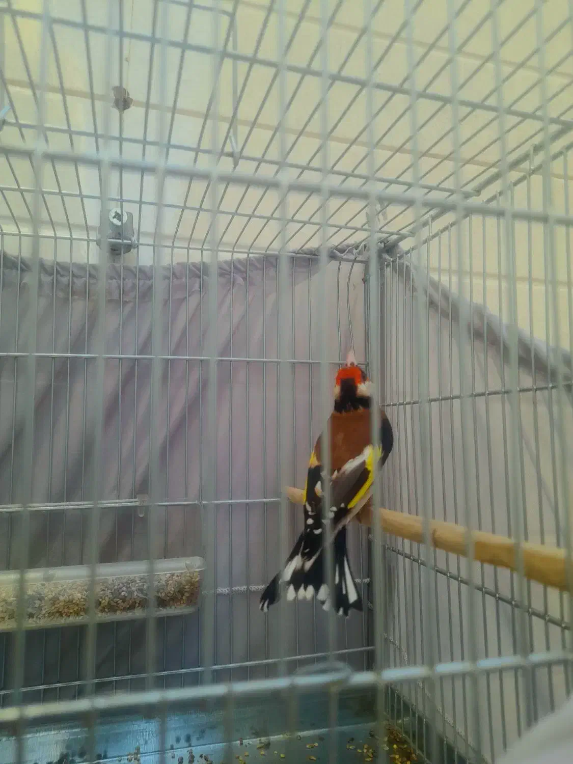 سره چهار گل|پرنده|ری, علایین|دیوار