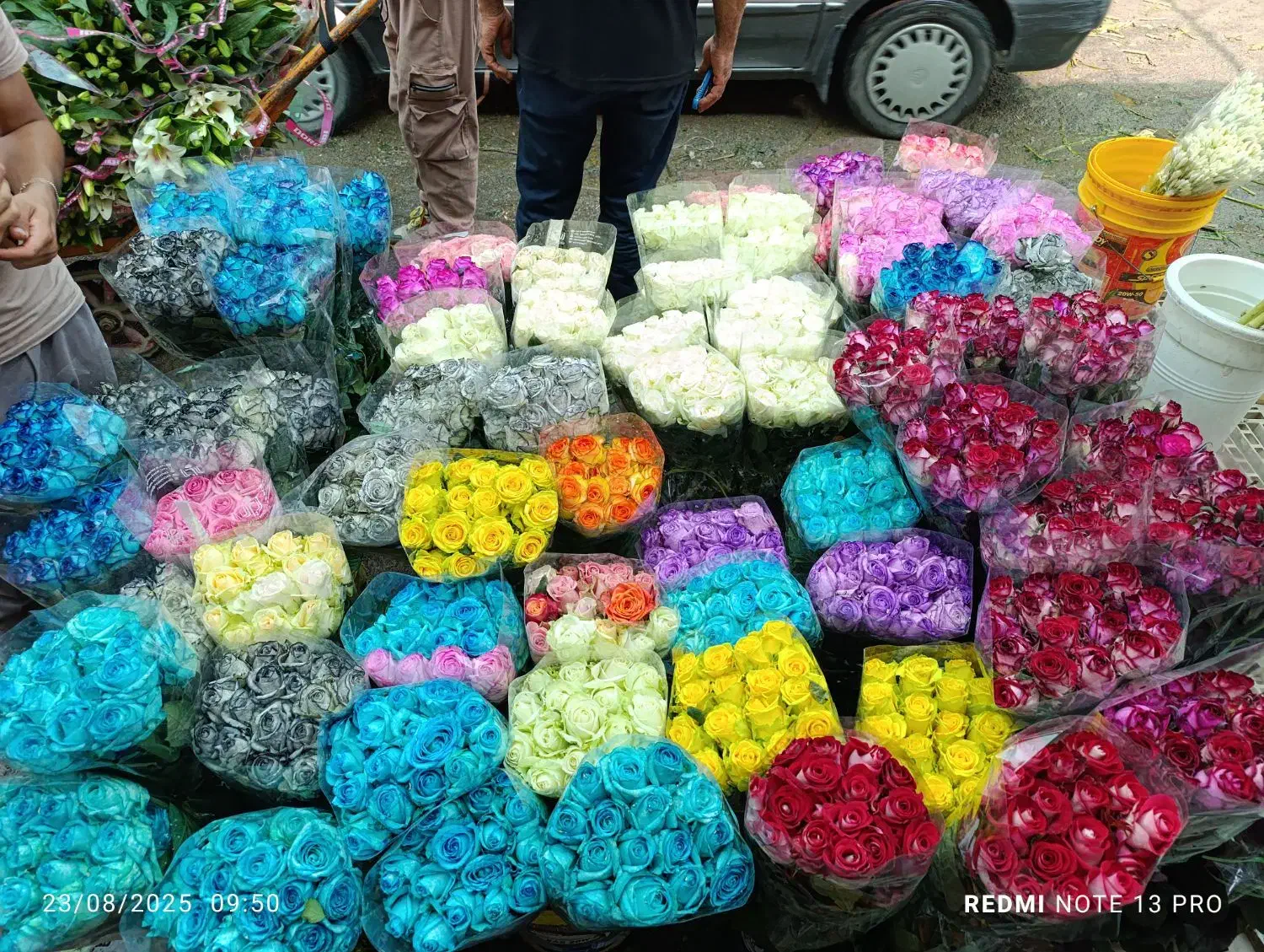 گل رز هلندی به قیمت گلخانه|گل و گیاه طبیعی|ری, بازار گل خاوران|دیوار