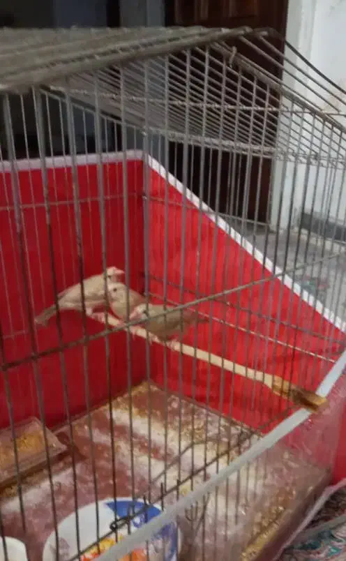 فنچ نرگسی شکلاتی|پرنده|شیراز, پودنک|دیوار