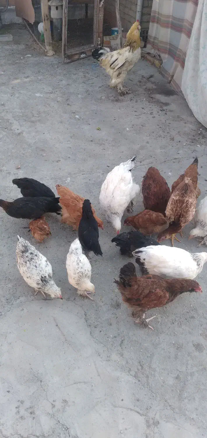 مرغ خروس و جوجه توضیحات خونده شود|حیوانات مزرعه|گرگان, |دیوار