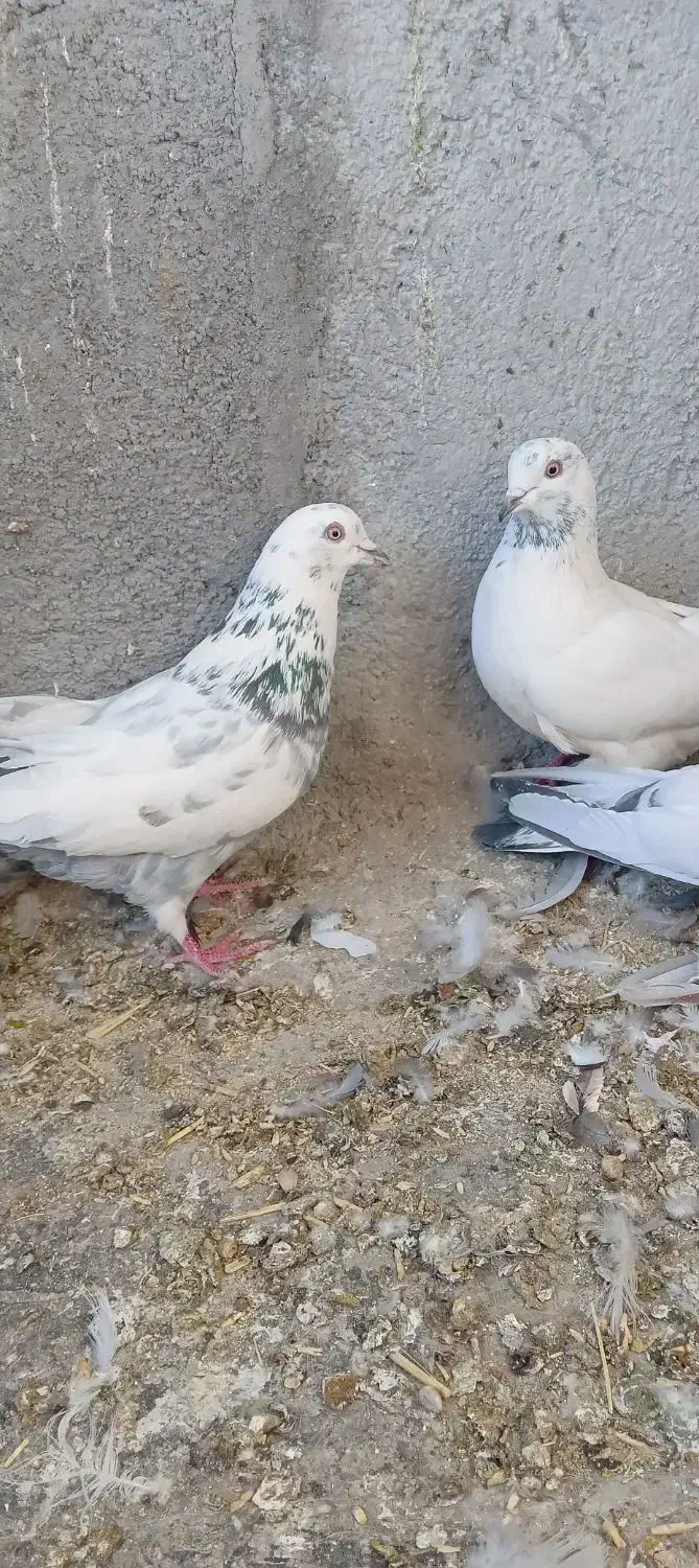 کبوترپرصدا دار|پرنده|فرخ‌شهر, |دیوار