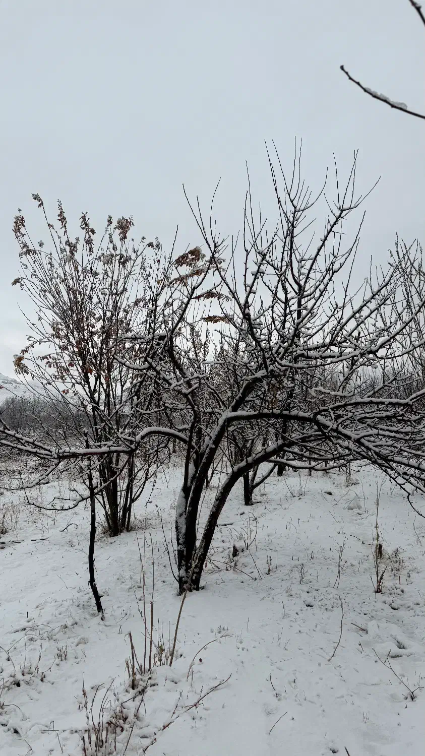 طبیعتگردی|تور و چارتر|شیراز, بازار|دیوار