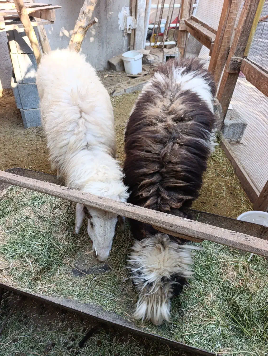 فروش دو عدد شیشک|حیوانات مزرعه|ریز, |دیوار