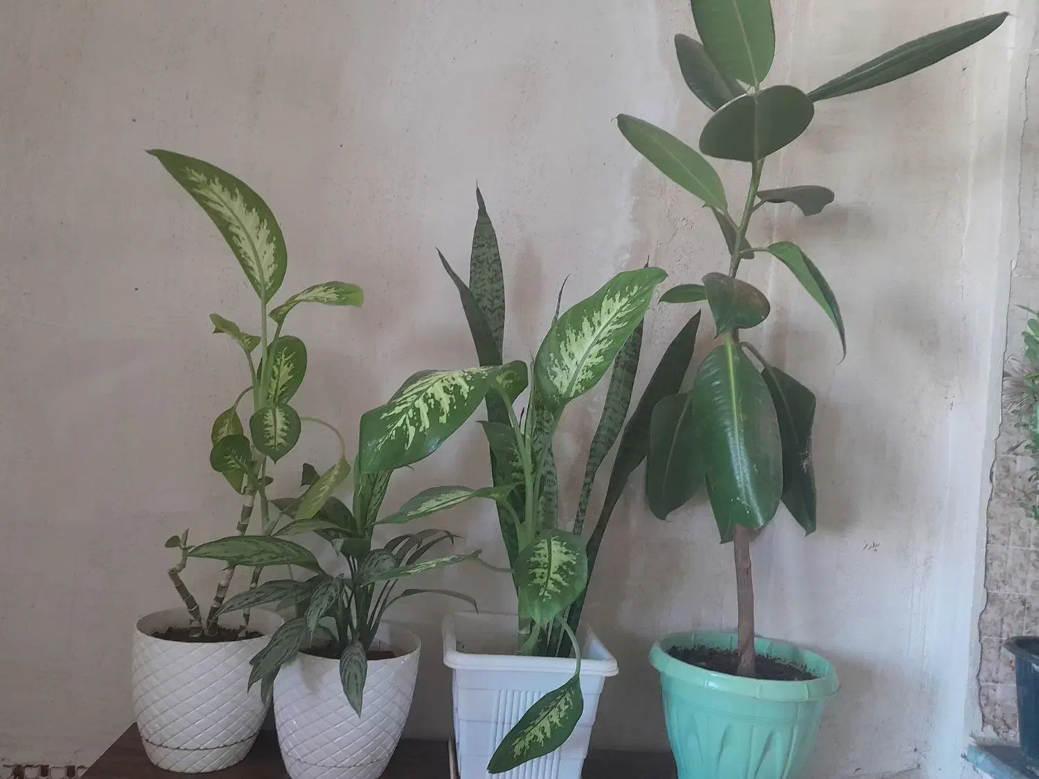 فروش گل|گل و گیاه طبیعی|یاسوج, |دیوار