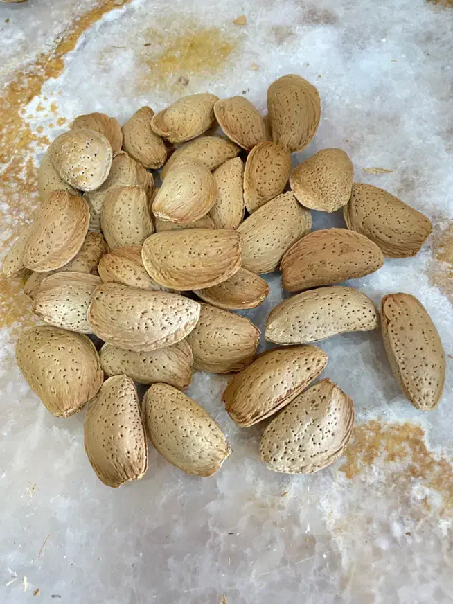 خرید بادام|خدمات باغبانی و درختکاری|اصفهان, کشاورزی|دیوار