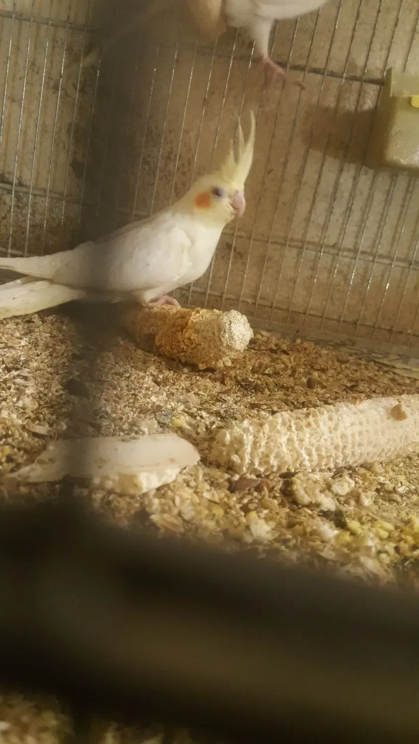 عروس هلندی|پرنده|اشتهارد, |دیوار