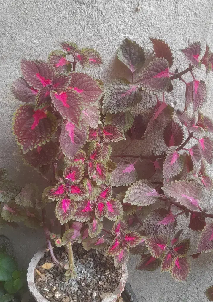 گل سرحال|گل و گیاه طبیعی|اراک, |دیوار