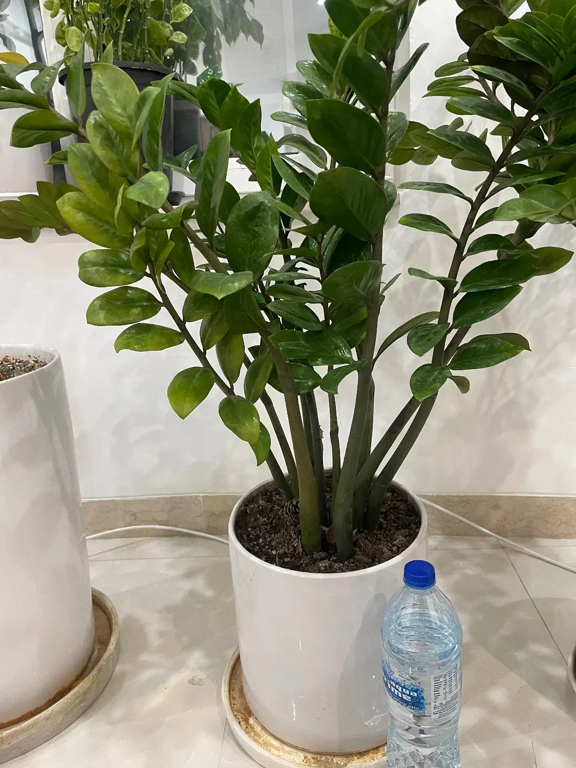 زامفولیا غول پیکر|گل و گیاه طبیعی|یزد, |دیوار