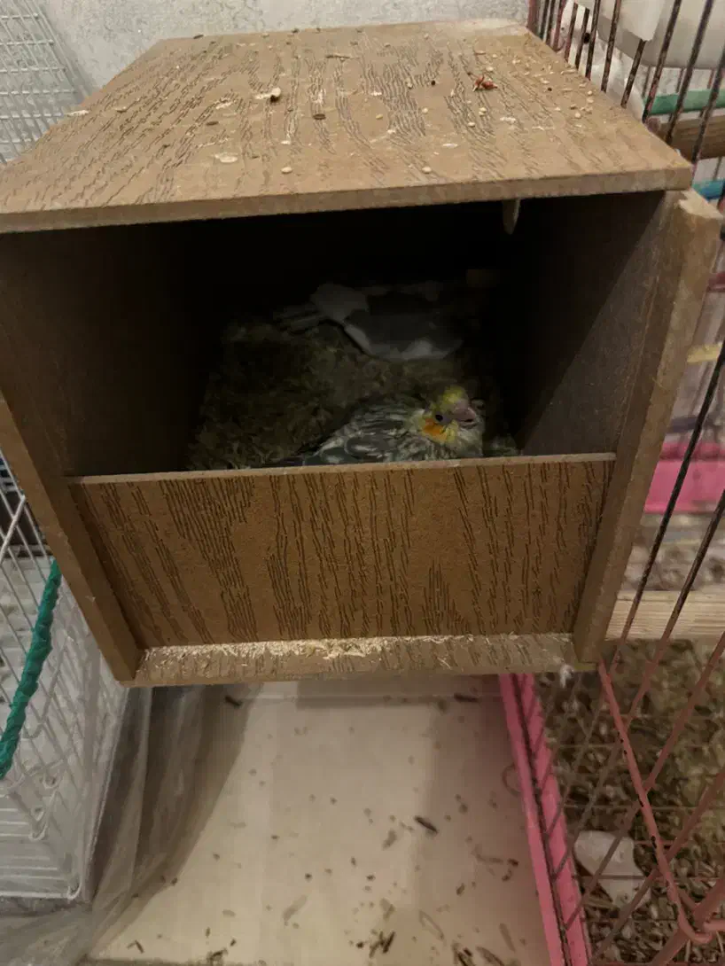 ۲جفت عروس هلندی مولد|پرنده|رامسر, |دیوار