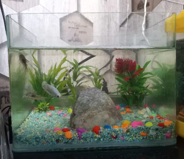 آکواریوم با ماهی|ماهی|تبریز, |دیوار