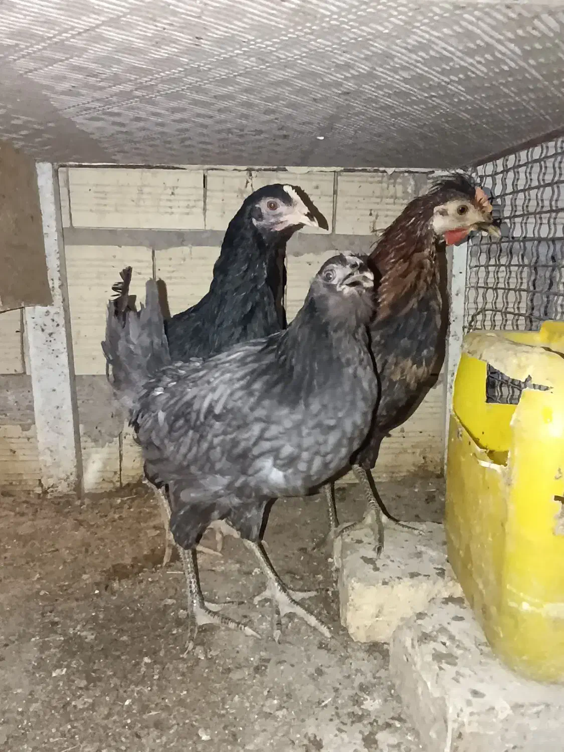 خروس ومرغ گلین|حیوانات مزرعه|سیرجان, |دیوار