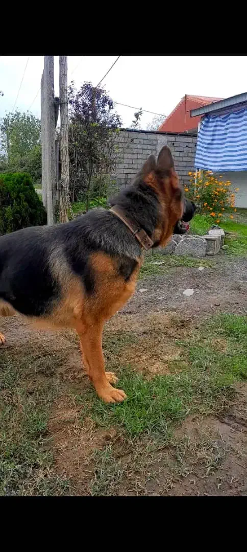 شرمن شپرد ماده|سگ|آستانه اشرفیه, |دیوار