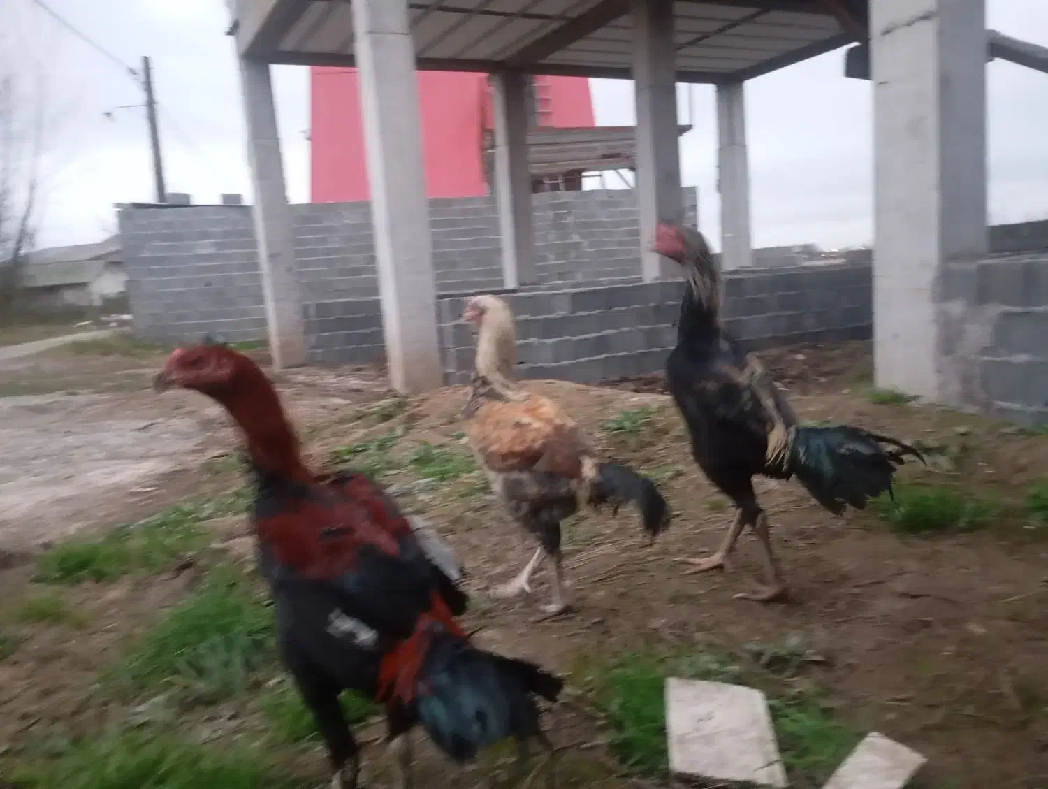 خروس لاری|حیوانات مزرعه|زیباکنار, |دیوار