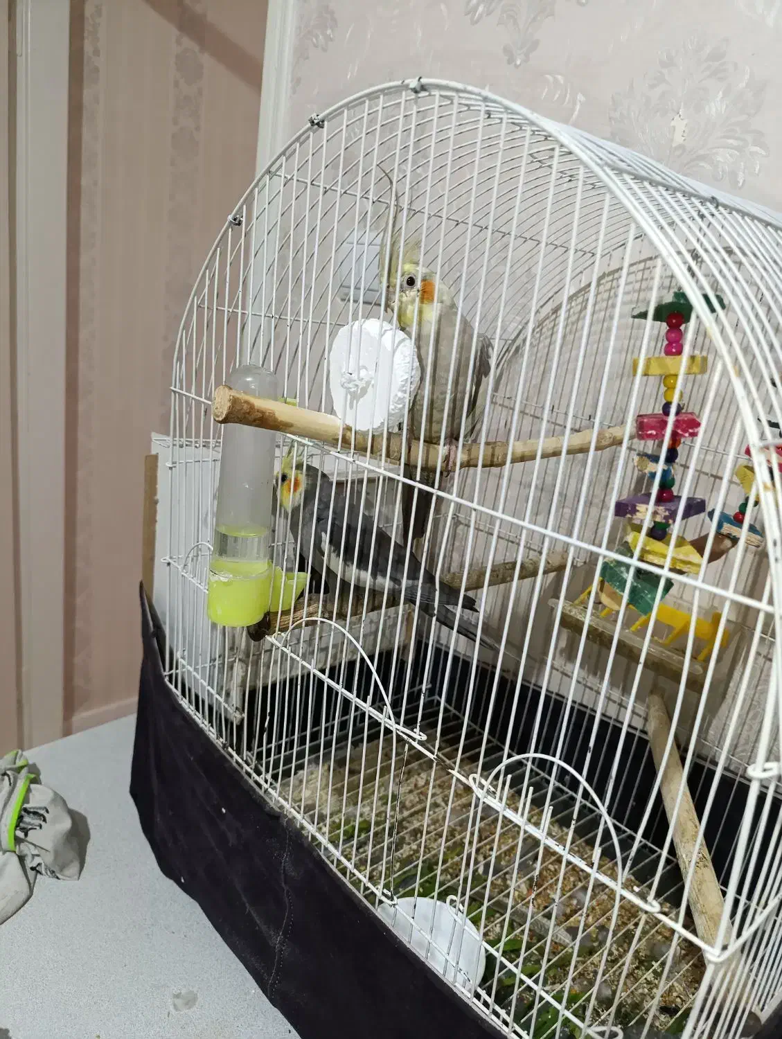 طوطی عروس هلندی سخنگو|پرنده|اردبیل, |دیوار