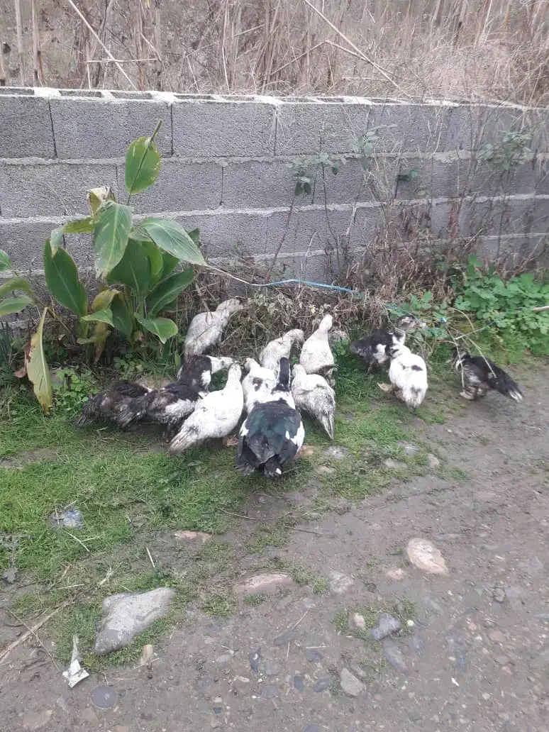 ۱۲ عدد اوردک اسراییلی ۴ ماهه فروشی|حیوانات مزرعه|ضیابر, |دیوار