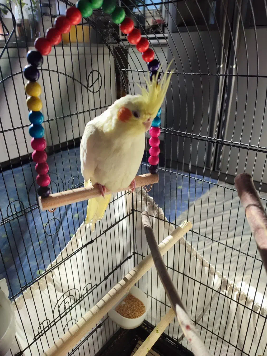 عروس هلندی|پرنده|فشاپویه, |دیوار