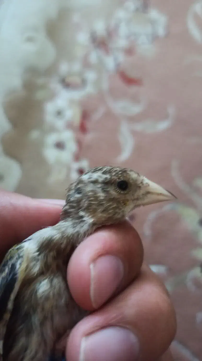 جوجه سهره قناری|پرنده|ایلام, |دیوار