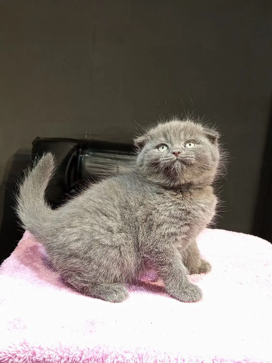 اسکاتیش بلو ماده|گربه|تهران, تهرانسر مرکزی|دیوار