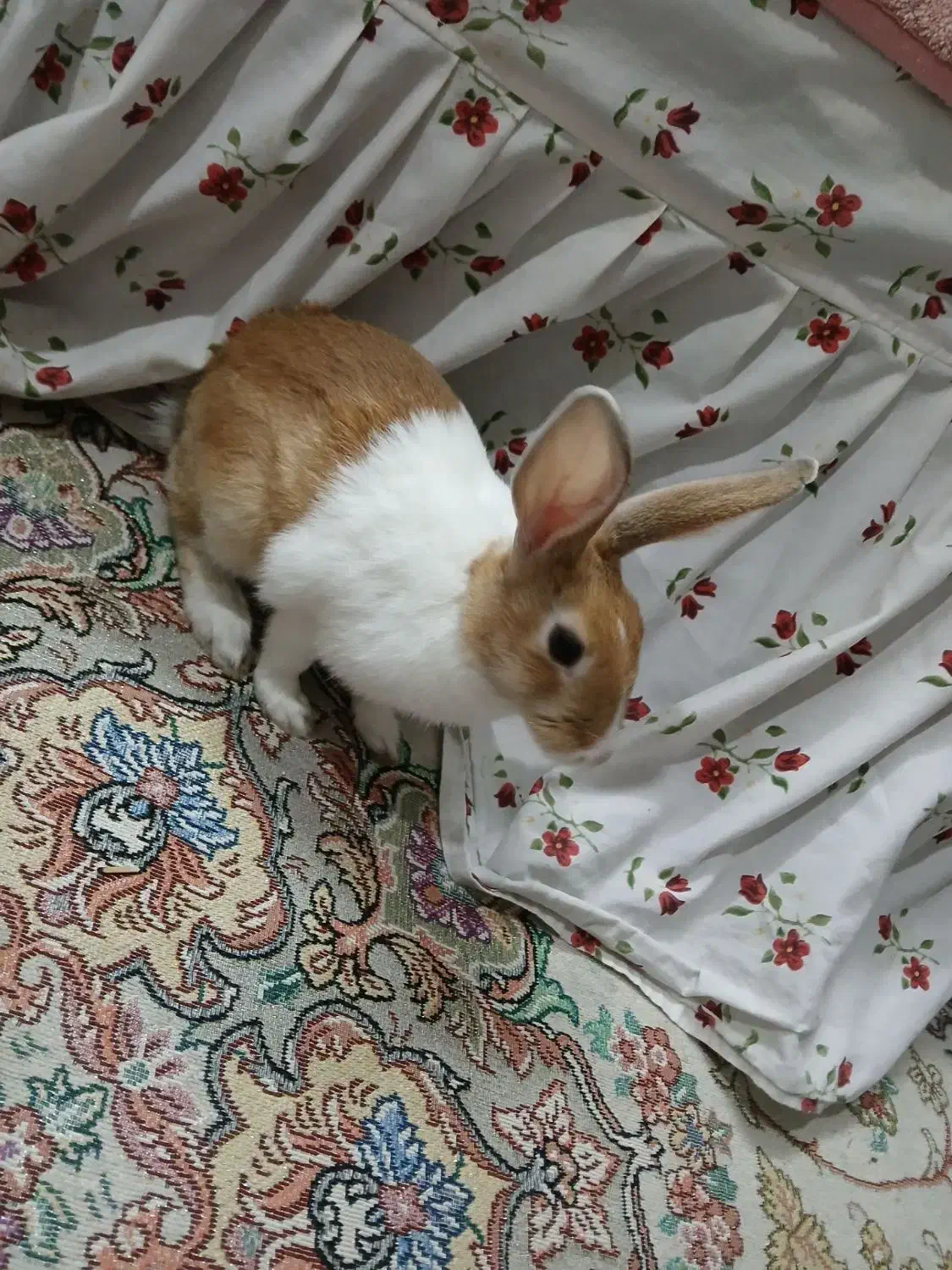 خرگوش|موش و خرگوش|تهران, کیانشهر|دیوار