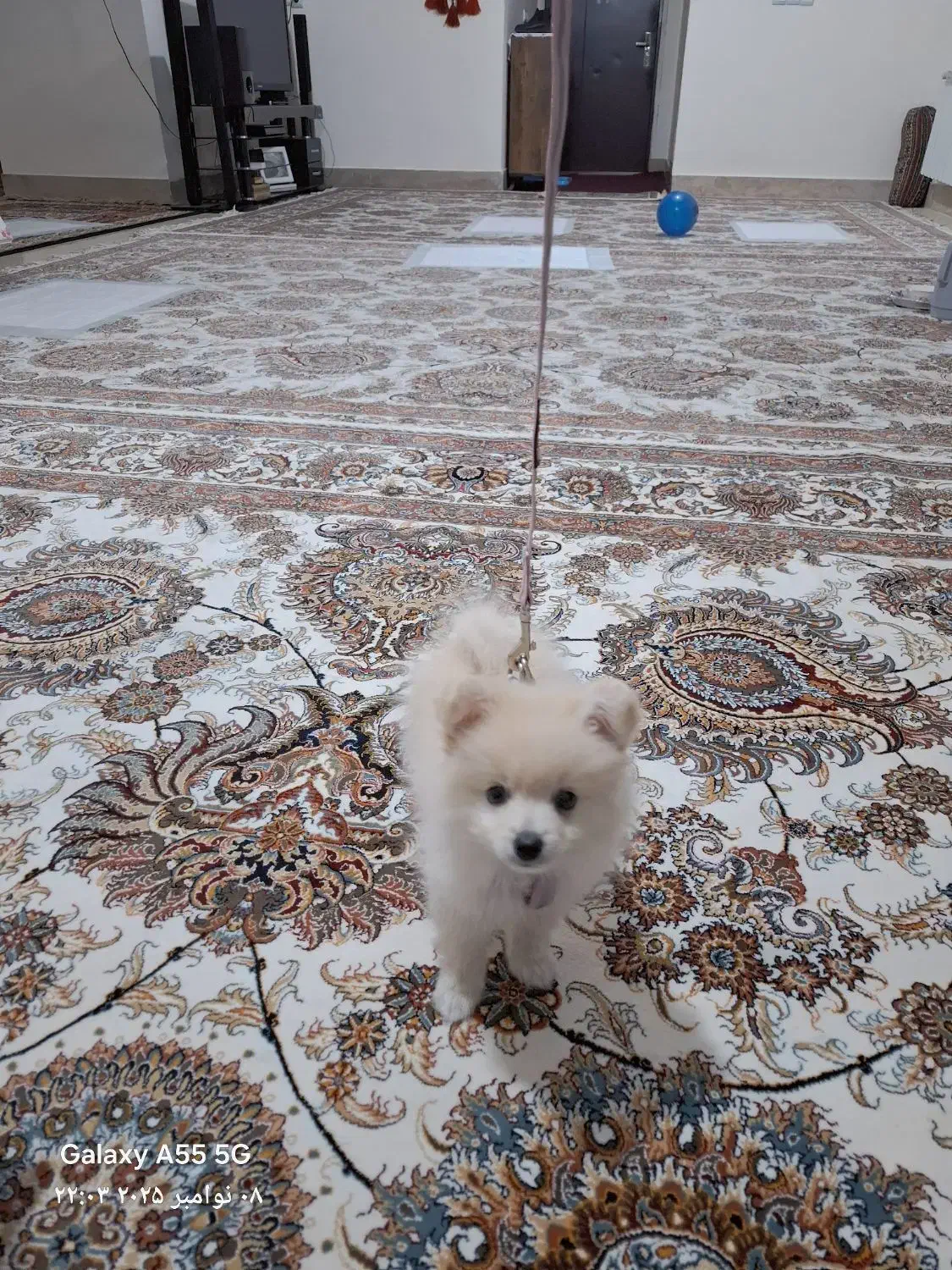 فروش سگ خانگی|سگ|یاسوج, |دیوار