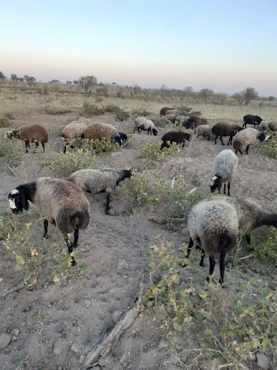 ۳۸ راس شیشک همه ابستن|حیوانات مزرعه|تاکستان, |دیوار