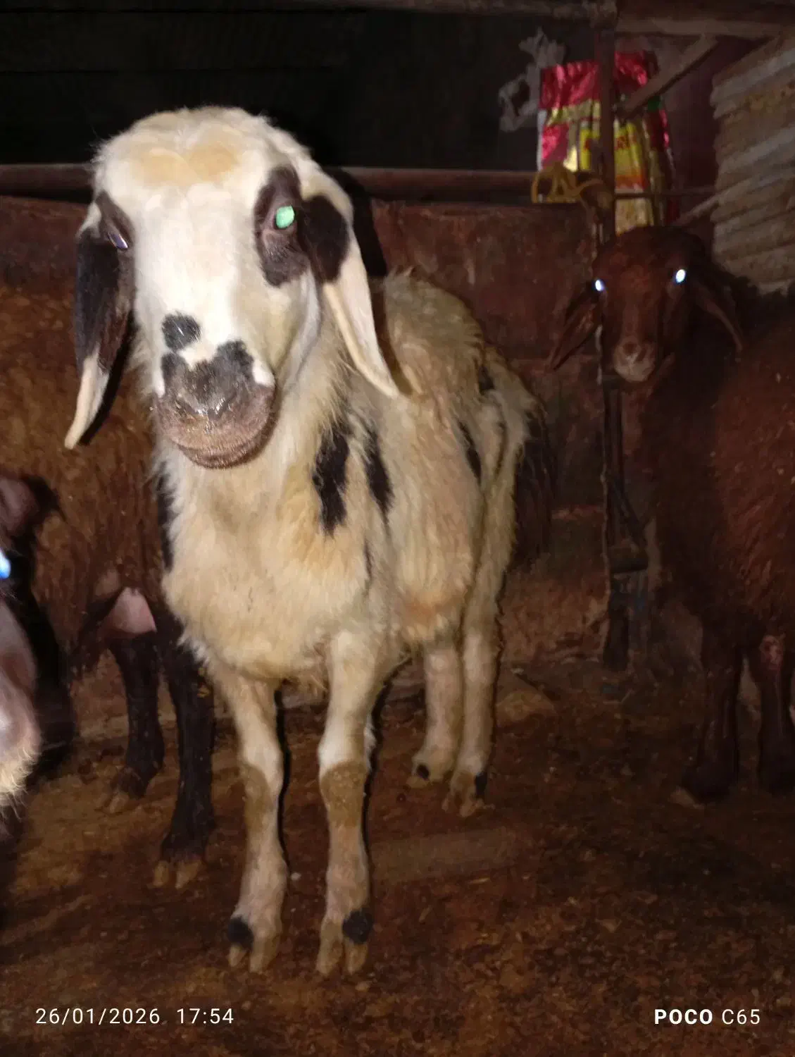 بره پلنگی|حیوانات مزرعه|زاغه, |دیوار