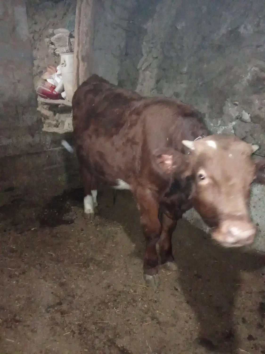 فروش گوساله نر|حیوانات مزرعه|خاروانا, |دیوار