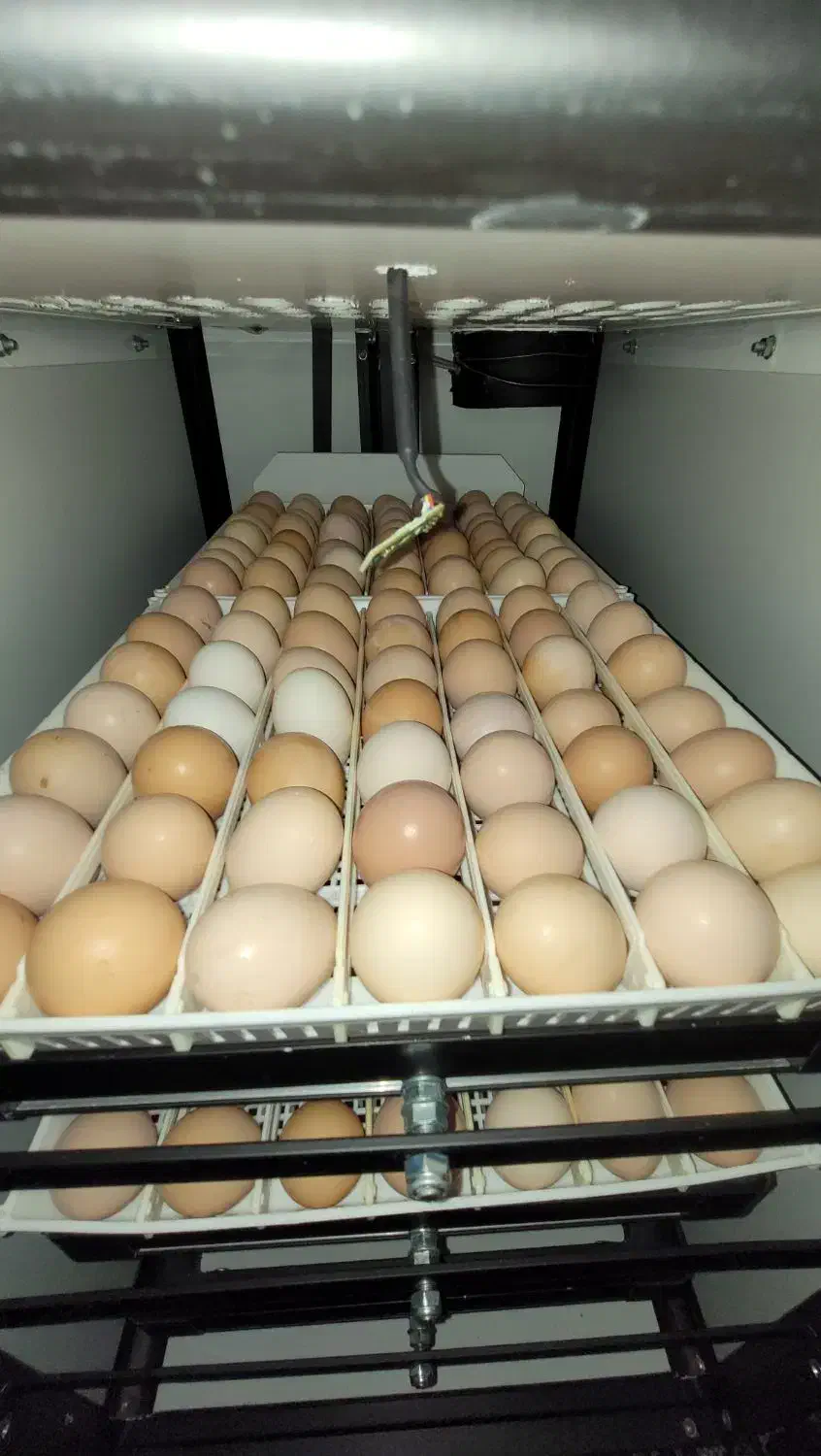 جوجه مرغ محلی|حیوانات مزرعه|رشت, یخسازی|دیوار