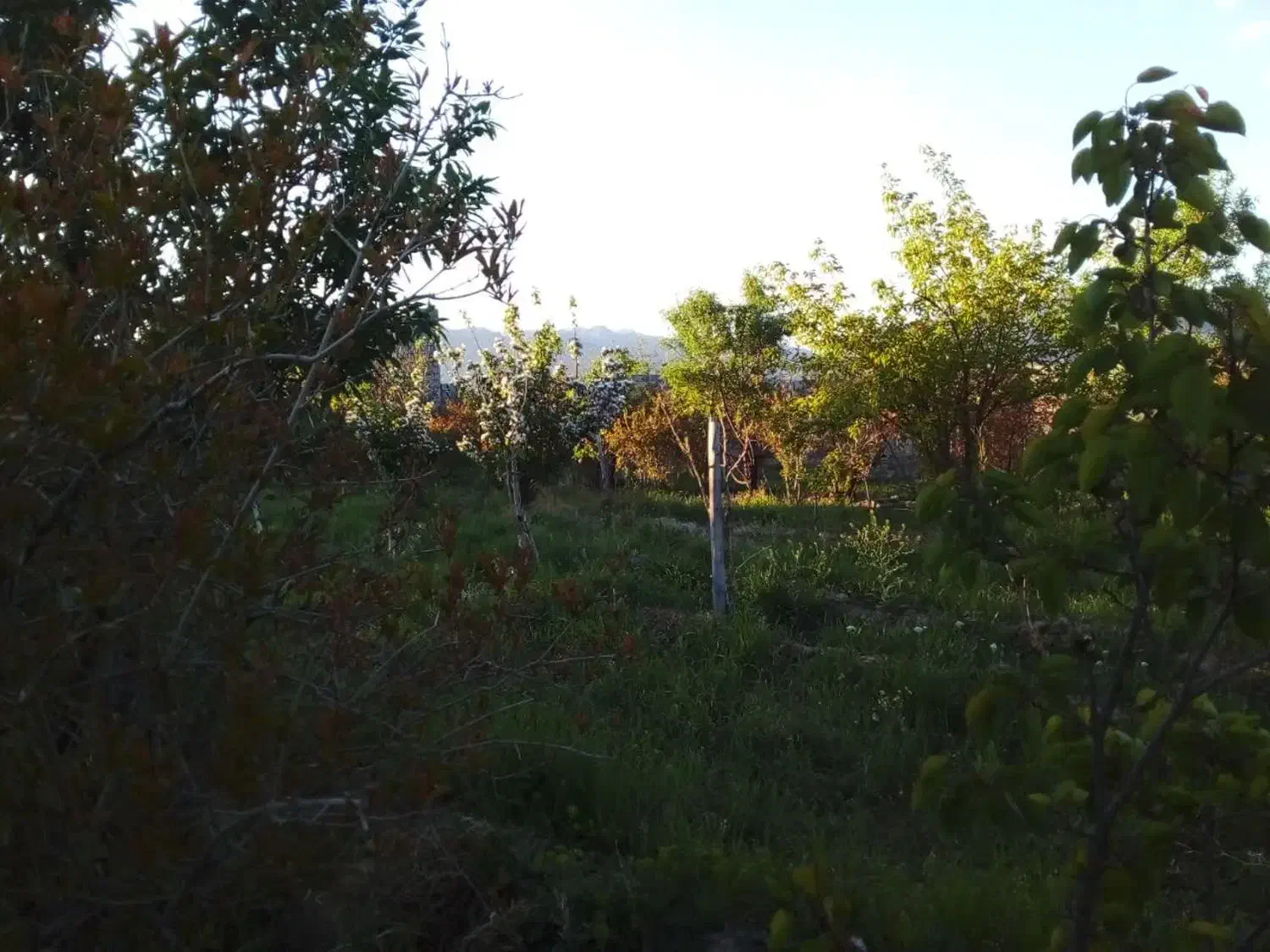 باغ دور دیوار موقعیت مناسب|فروش زمین و ملک کلنگی|کاشمر, |دیوار