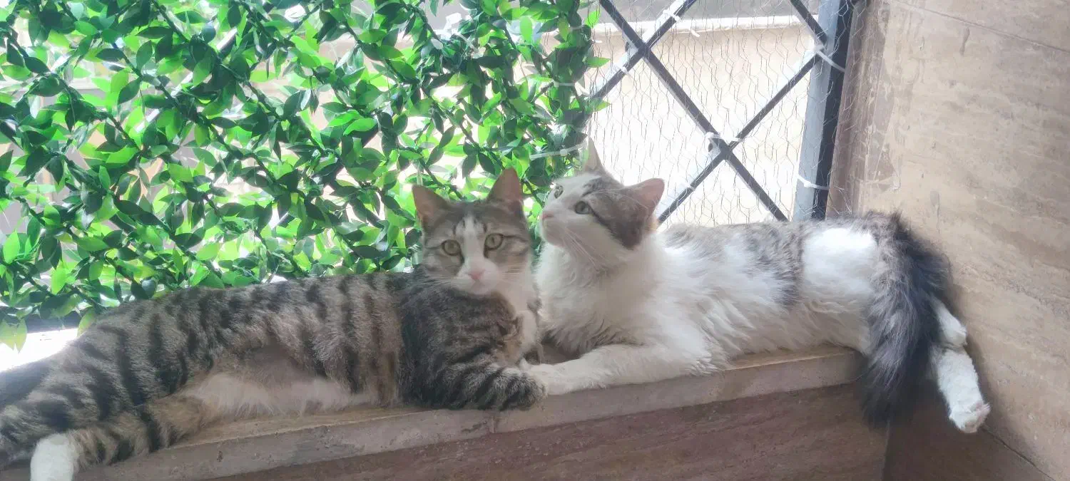 اهدای گربه|گربه|فردیس, فردیس|دیوار