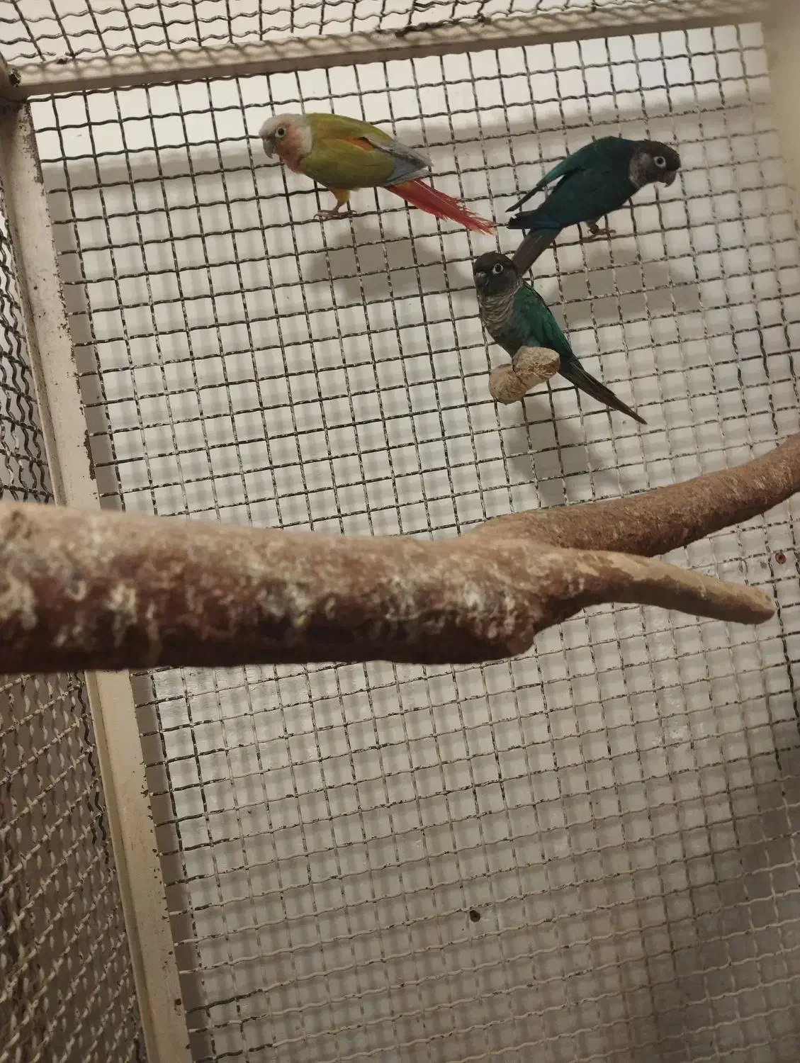 با سلام فروش گرینچک نره کار داد ضمانتی|پرنده|ایرانشهر, |دیوار