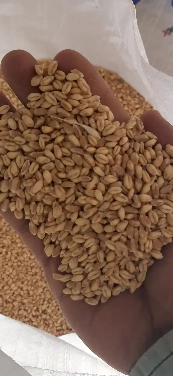 گندم بذری آبی درجه یک|عمده‌فروشی|خرمدره, |دیوار