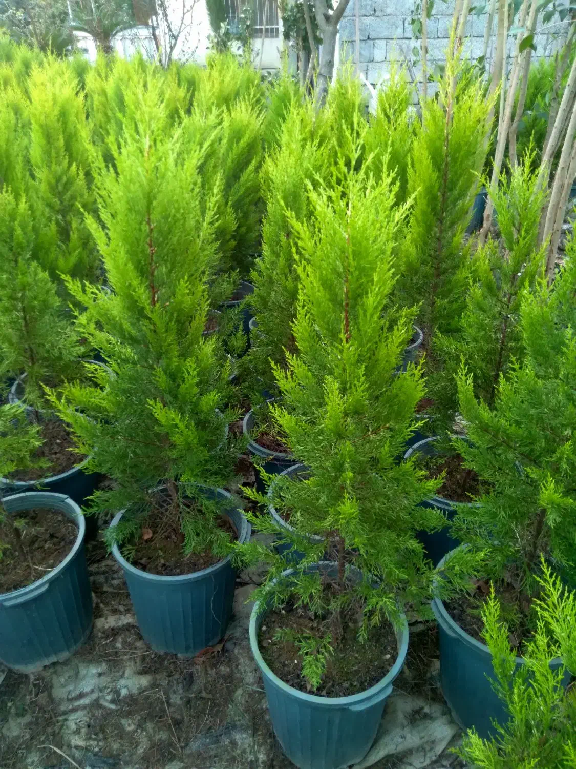 فروش انواع گل و گیاه|گل و گیاه طبیعی|رامسر, |دیوار