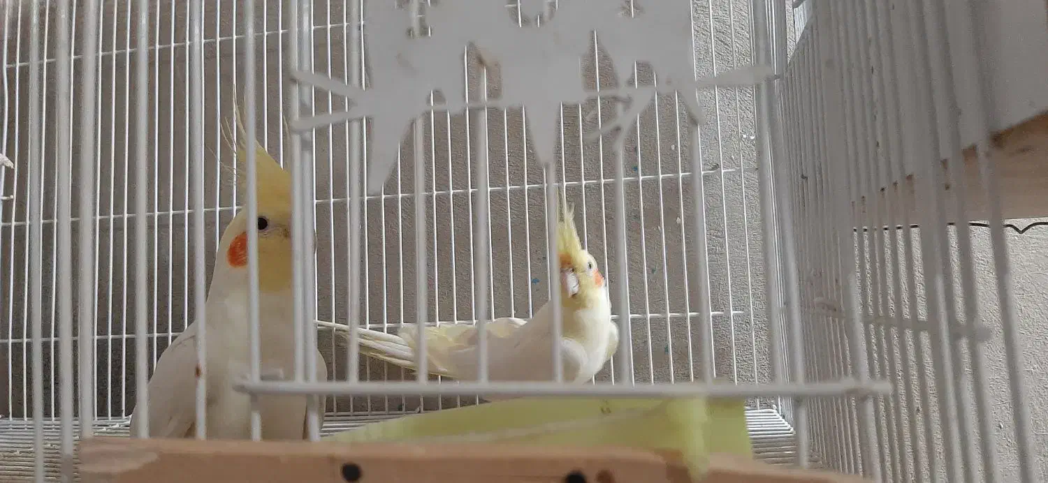 یک جفت عروس|پرنده|سراوان, |دیوار