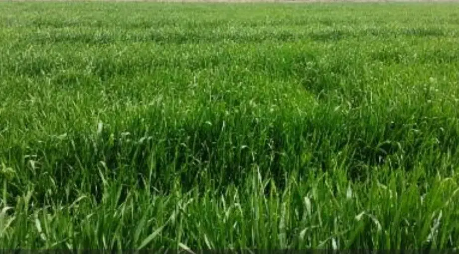 اجاره زمین کشاورزی|اجارهٔ دفتر صنعتی، کشاورزی، تجاری|محمدبار, |دیوار