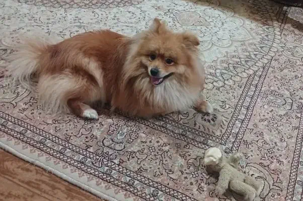 سگ پامر نر|سگ|بندر انزلی, معلم|دیوار