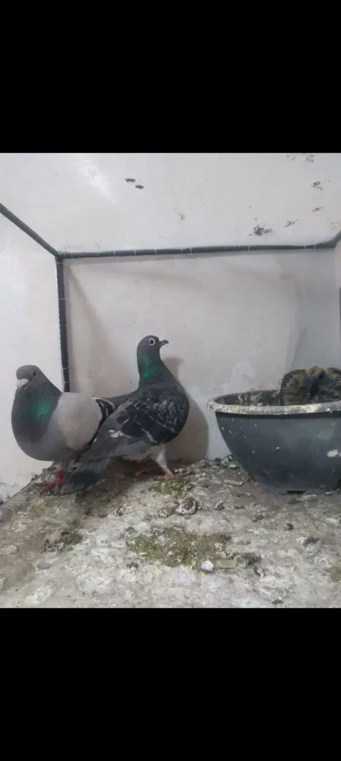 جوجه مسافتی|پرنده|بیرجند, |دیوار