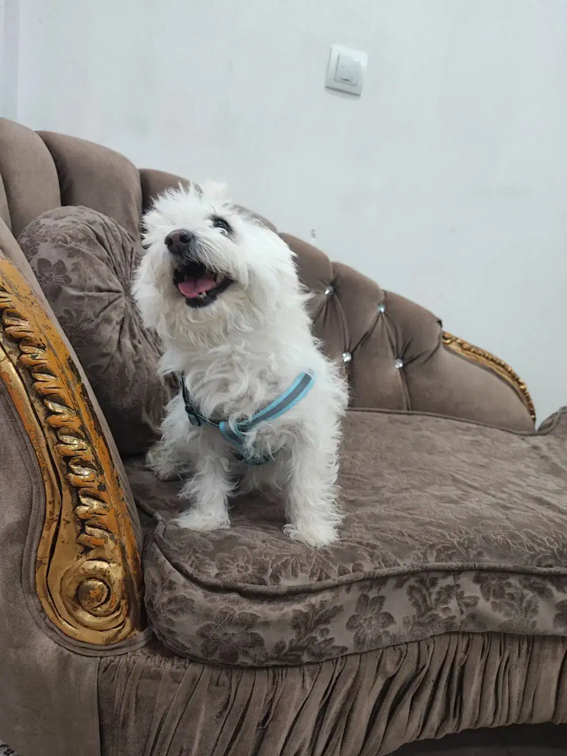 سگ تریرمیکس شناسنامه دارواکسن زده|سگ|ایلام, |دیوار