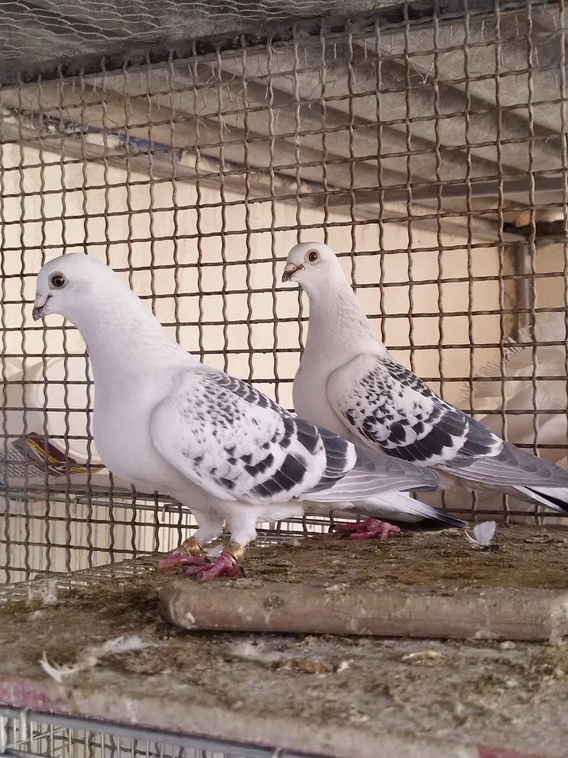 شامی|پرنده|باغ بهادران, |دیوار