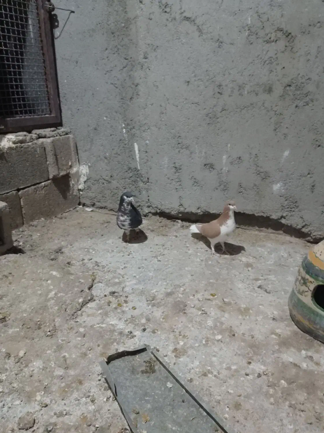 نرو ماده شهری گلدار|پرنده|جنت, |دیوار