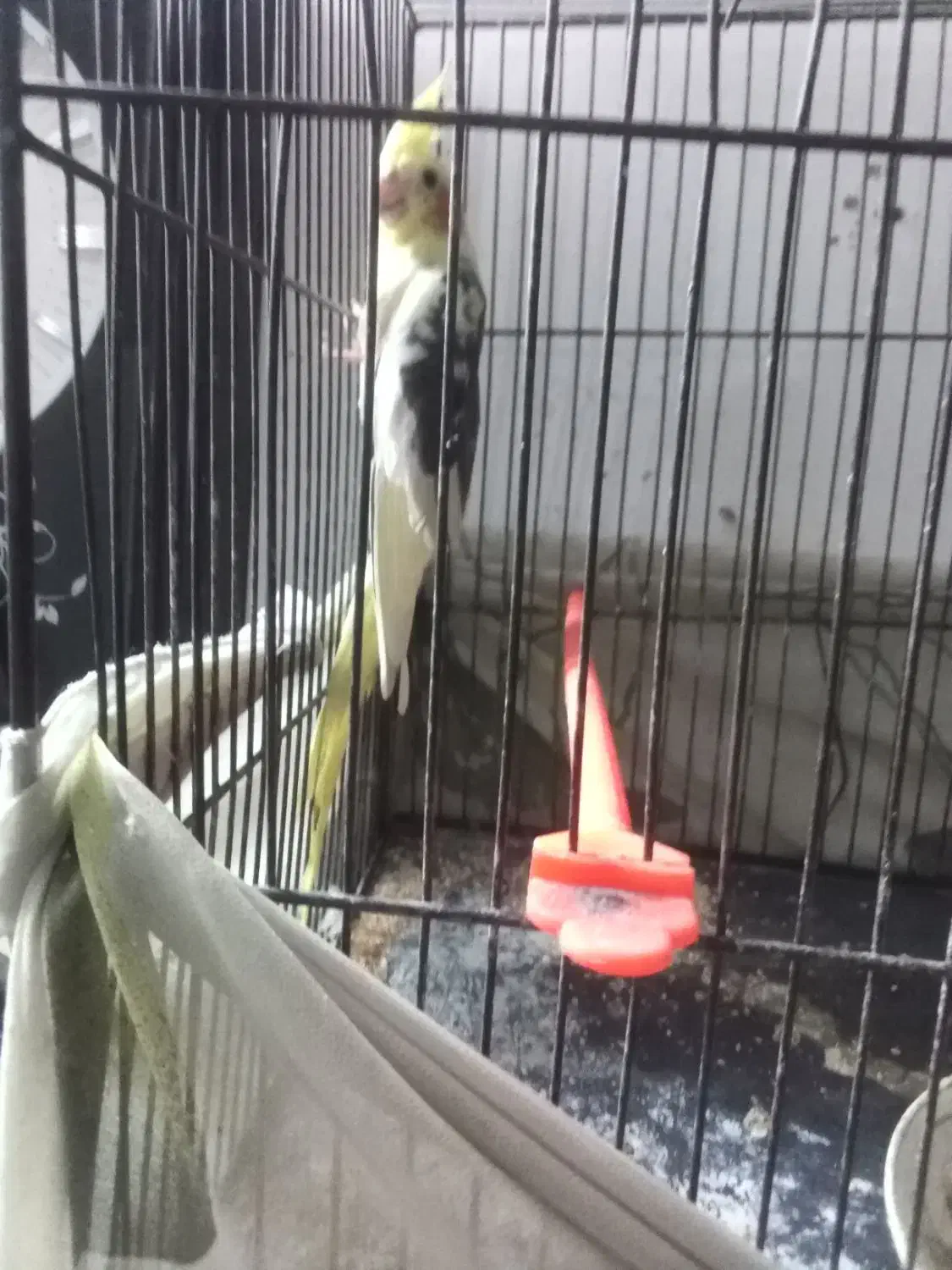 کوتوله، عروس، مرغ عشق|پرنده|تربت‌حیدریه, ده پائین|دیوار