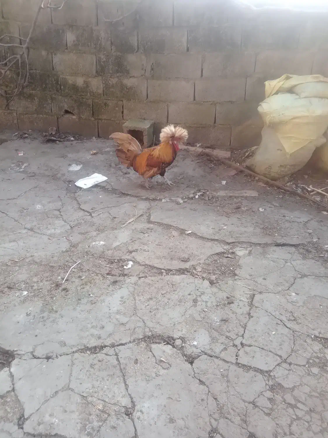 خروس لهستانی|حیوانات مزرعه|شیرگاه, |دیوار