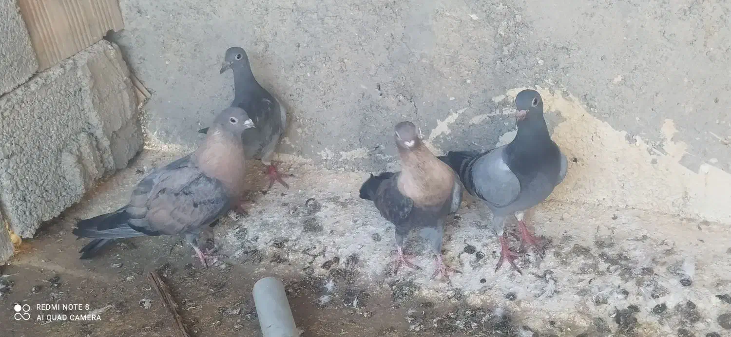 جوجه پلاکی|پرنده|خورموج, |دیوار